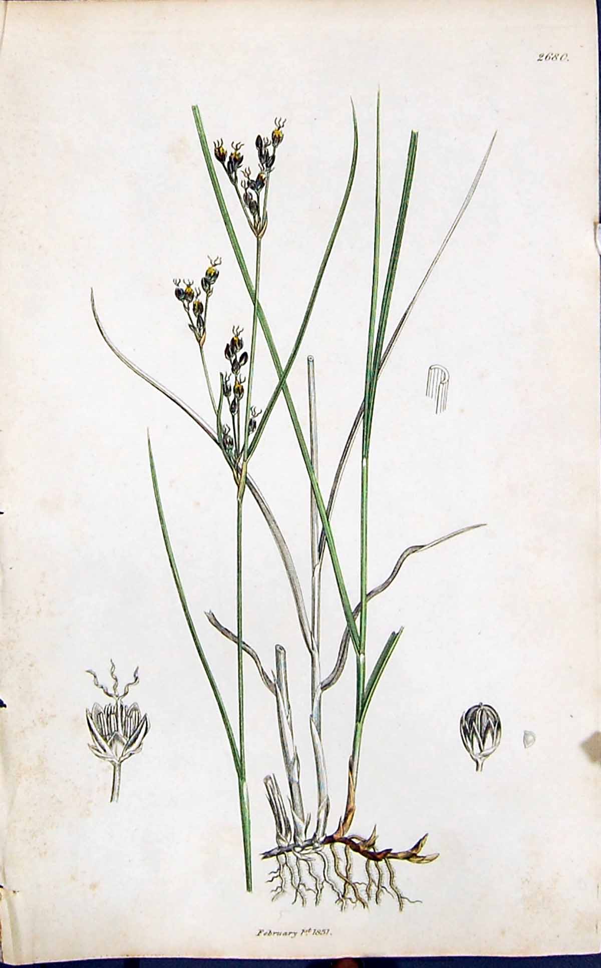 Antique Old Print Juncus Articulatus Smith Sowerby 1847 British Plants Botany