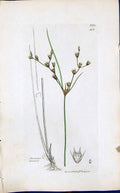 Old Print Juncus Geaneri Colour Smith Sowerby 1847 British Plants Botany 19th