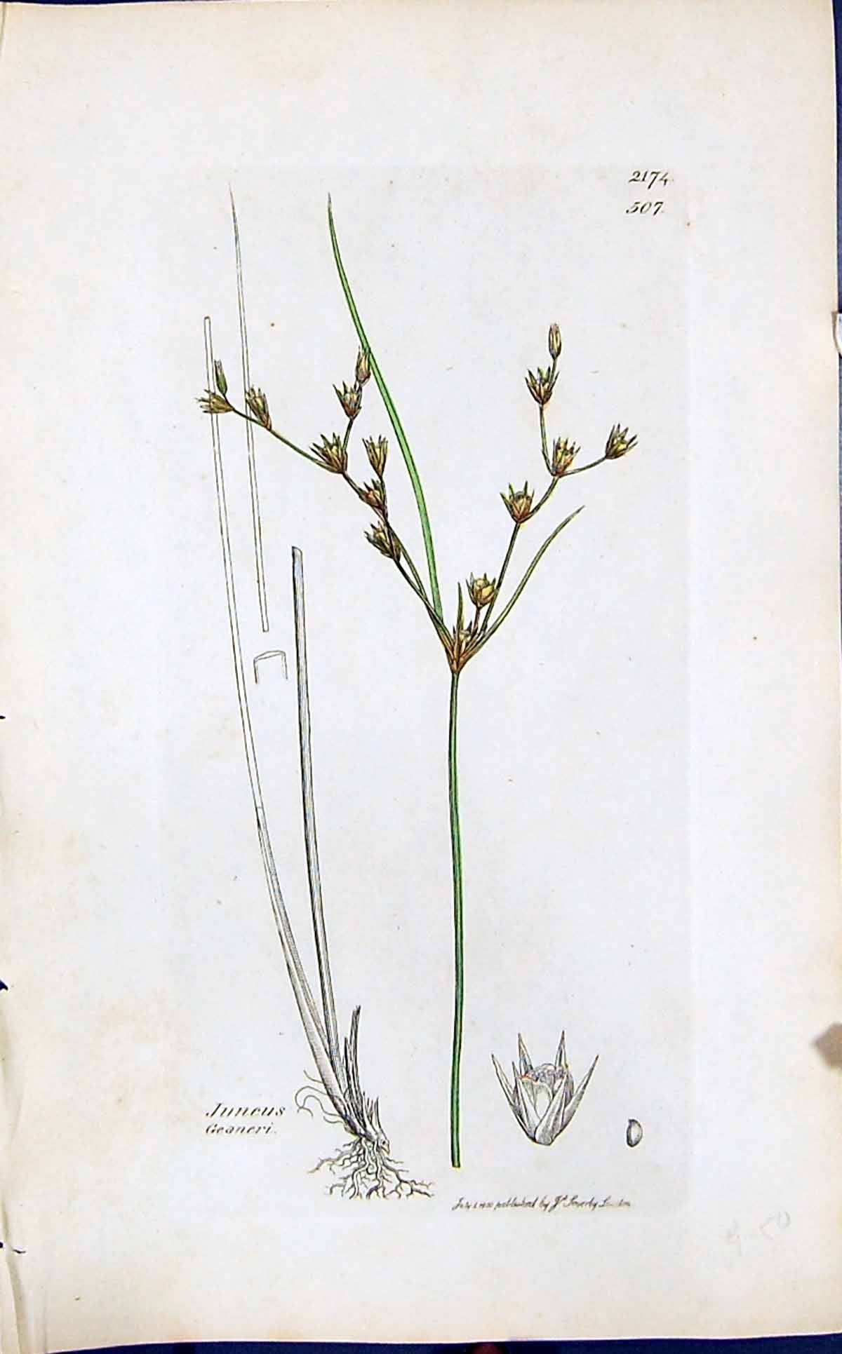 Old Print Juncus Geaneri Colour Smith Sowerby 1847 British Plants Botany 19th