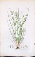 Old Print Juncus Bufonius Colour Smith Sowerby 1847 British Plants Botany 19th