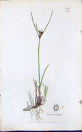Old Print Juncus Trifidus Colour Smith Sowerby 1847 British Plants Botany 19th