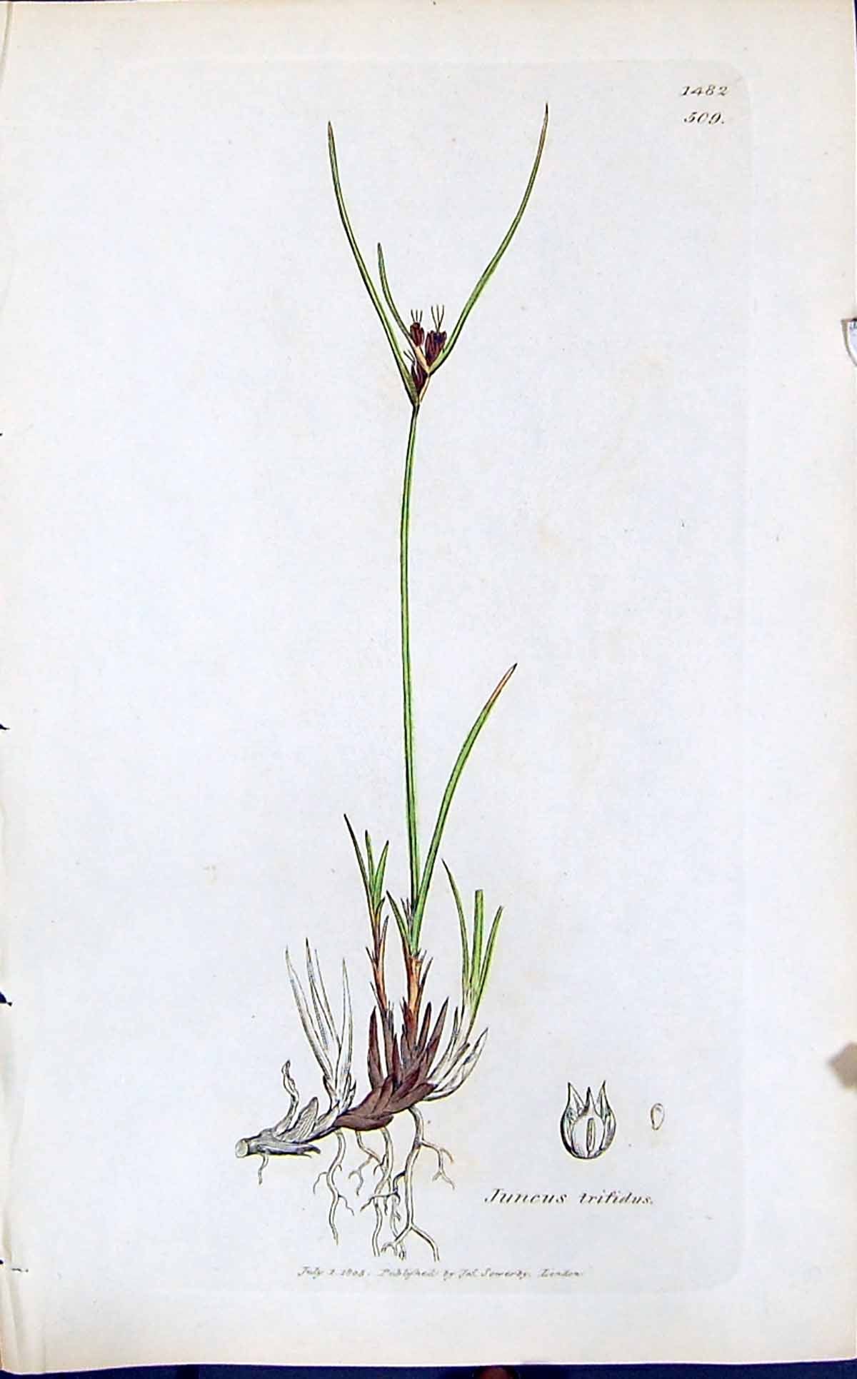 Old Print Juncus Trifidus Colour Smith Sowerby 1847 British Plants Botany 19th