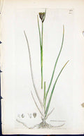 Antique Old Print Juncus Castaneus Smith Sowerby 1847 British Plants Botany