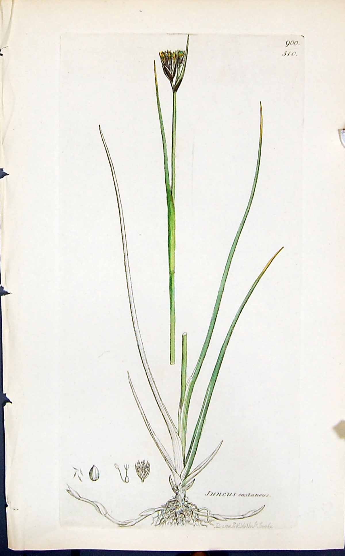Antique Old Print Juncus Castaneus Smith Sowerby 1847 British Plants Botany