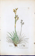 Antique Old Print Juncus Squarrosus Smith Sowerby 1847 British Plants Botany