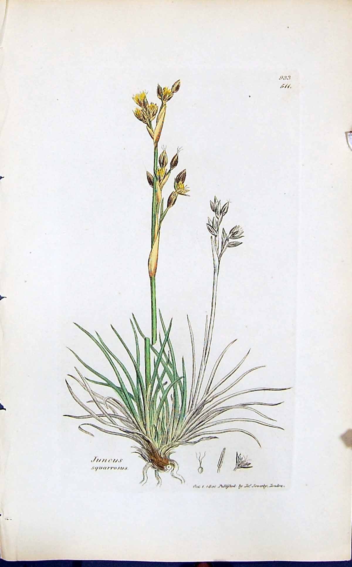 Antique Old Print Juncus Squarrosus Smith Sowerby 1847 British Plants Botany
