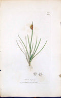 Old Print Juncus Biglumis Colour Smith Sowerby 1847 British Plants Botany 19th