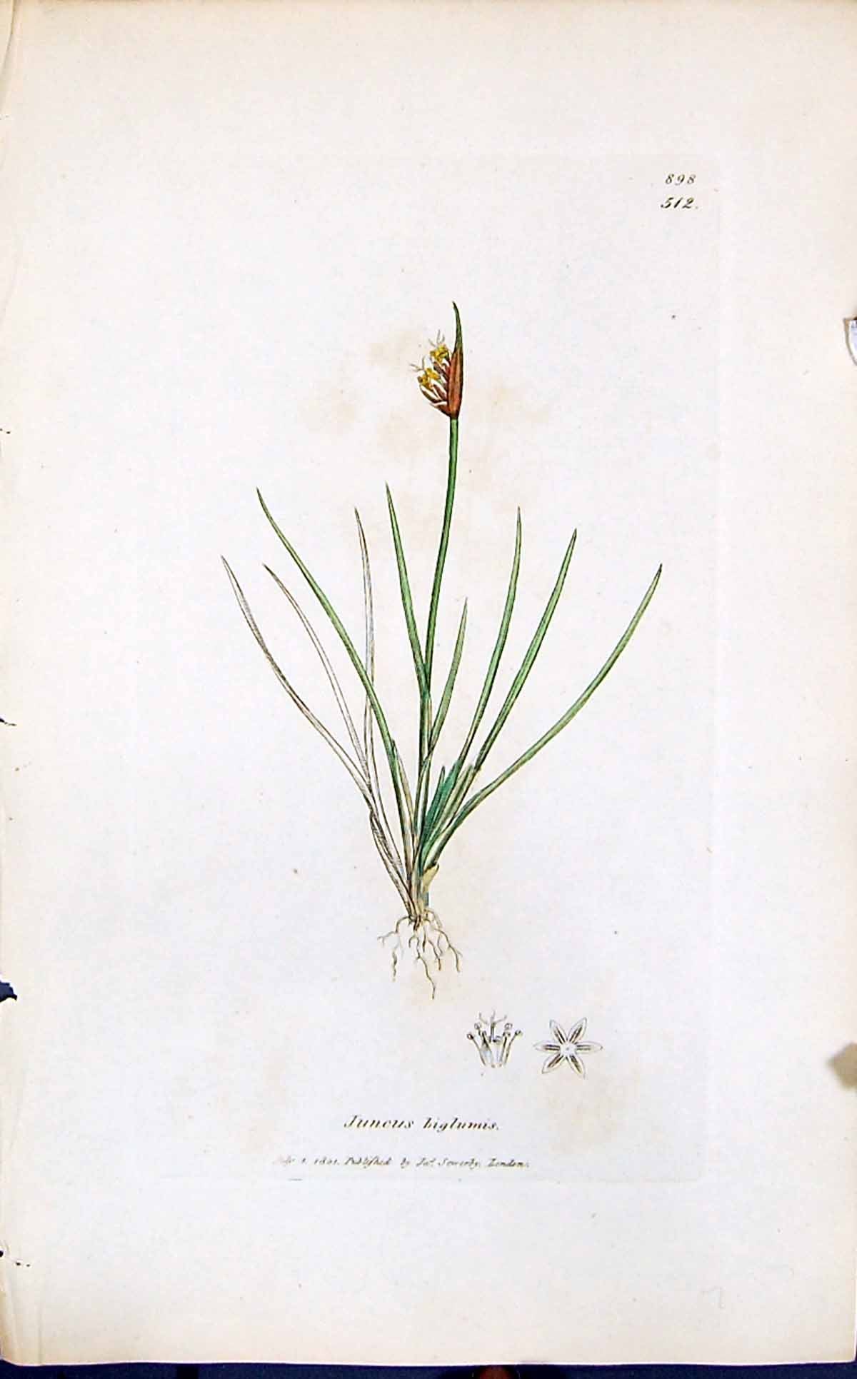 Old Print Juncus Biglumis Colour Smith Sowerby 1847 British Plants Botany 19th
