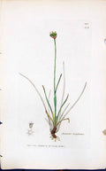 Antique Old Print Juncus Triglumis Smith Sowerby 1847 British Plants Botany