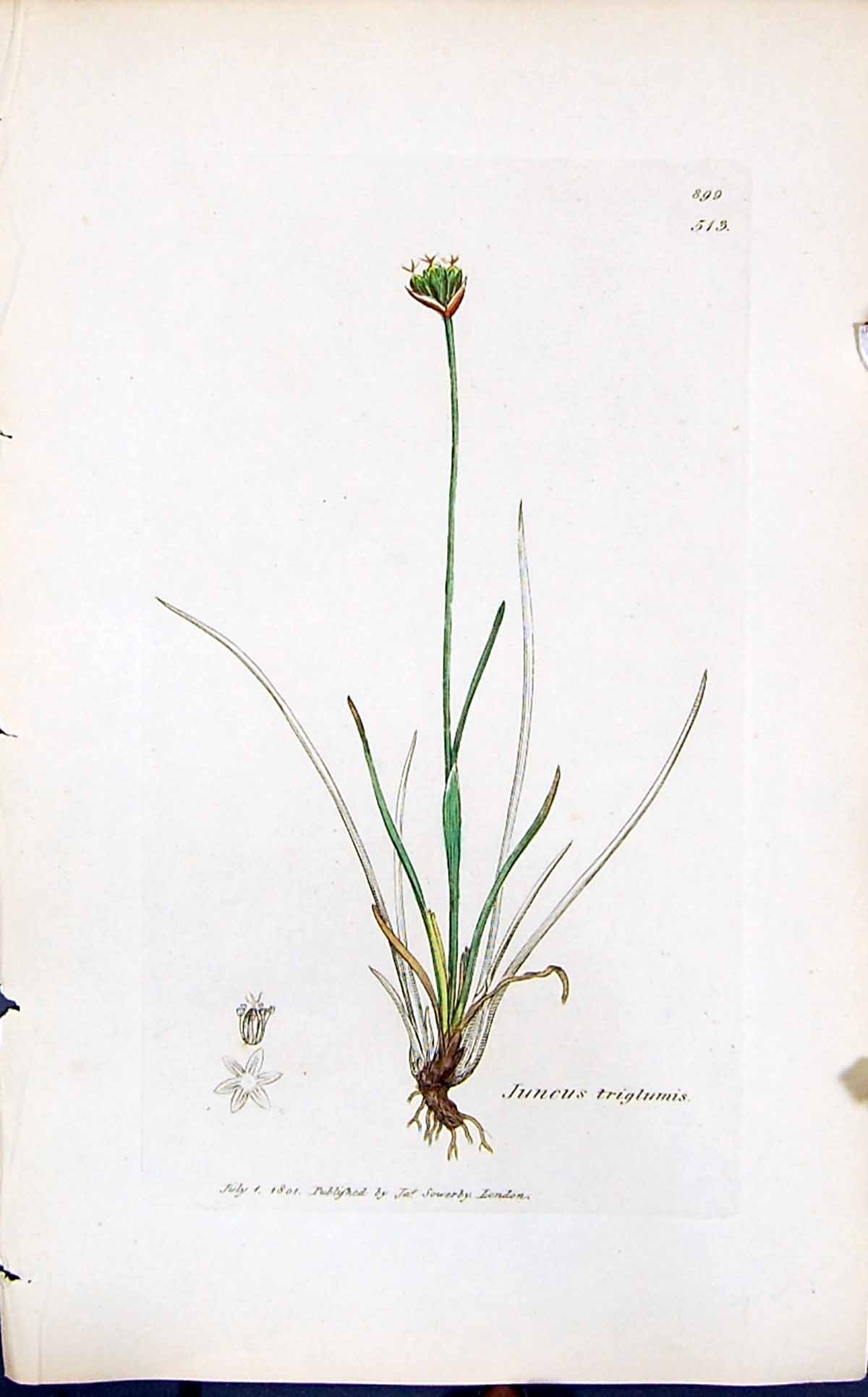 Antique Old Print Juncus Triglumis Smith Sowerby 1847 British Plants Botany