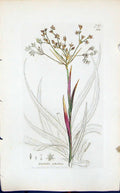 Antique Old Print Luzula Sylvatica Smith Sowerby 1847 British Plants Botany