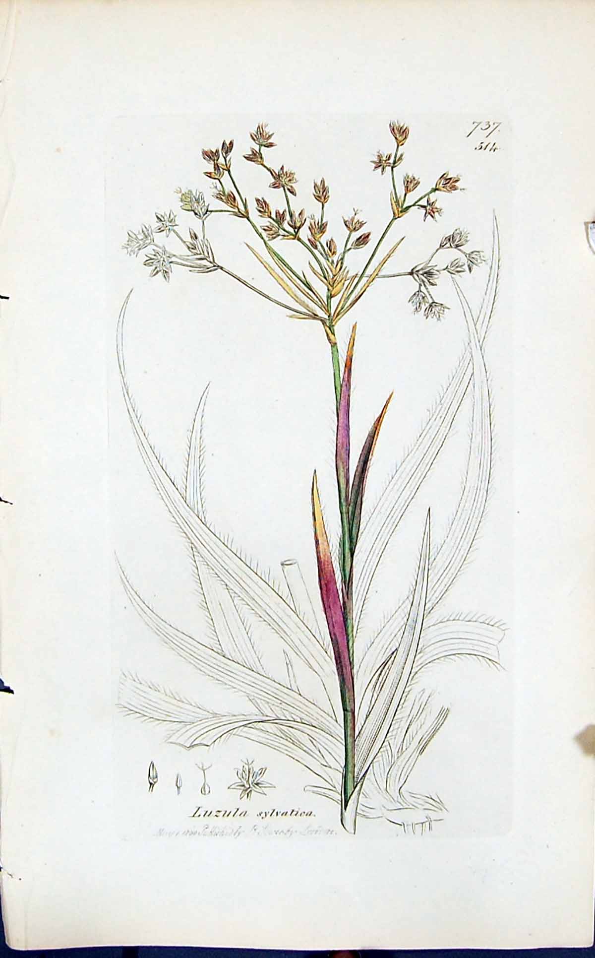 Antique Old Print Luzula Sylvatica Smith Sowerby 1847 British Plants Botany