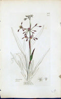 Antique Print Luzula Pilosa Colour Smith Sowerby 1847 British Plants Botany
