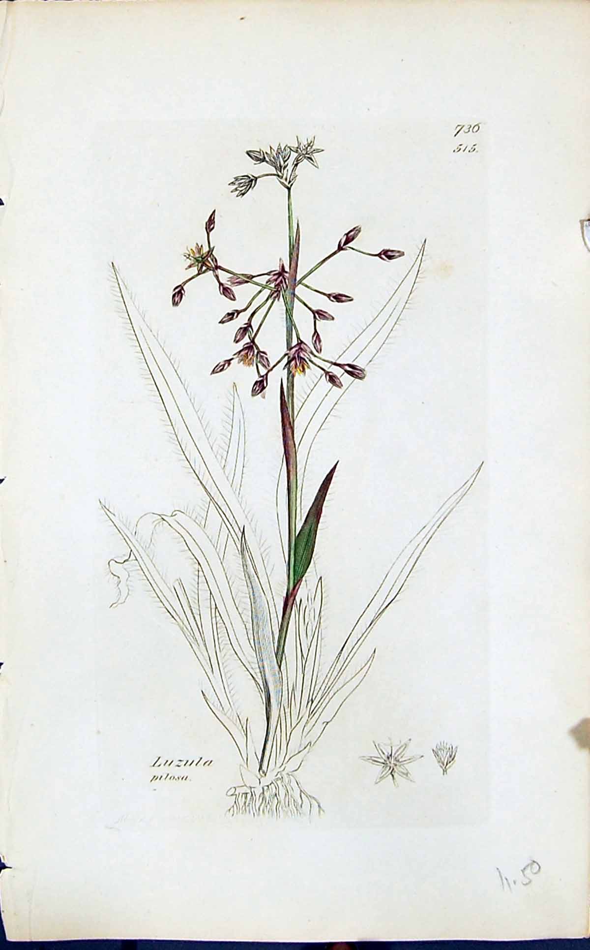 Antique Print Luzula Pilosa Colour Smith Sowerby 1847 British Plants Botany