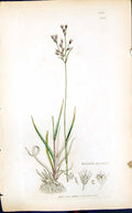 Old Print Luzula Forsteri Colour Smith Sowerby 1847 British Plants Botany 19th