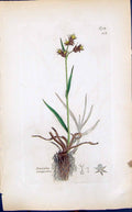 Antique Old Print Luzuka Campestris Smith Sowerby 1847 British Plants Botany