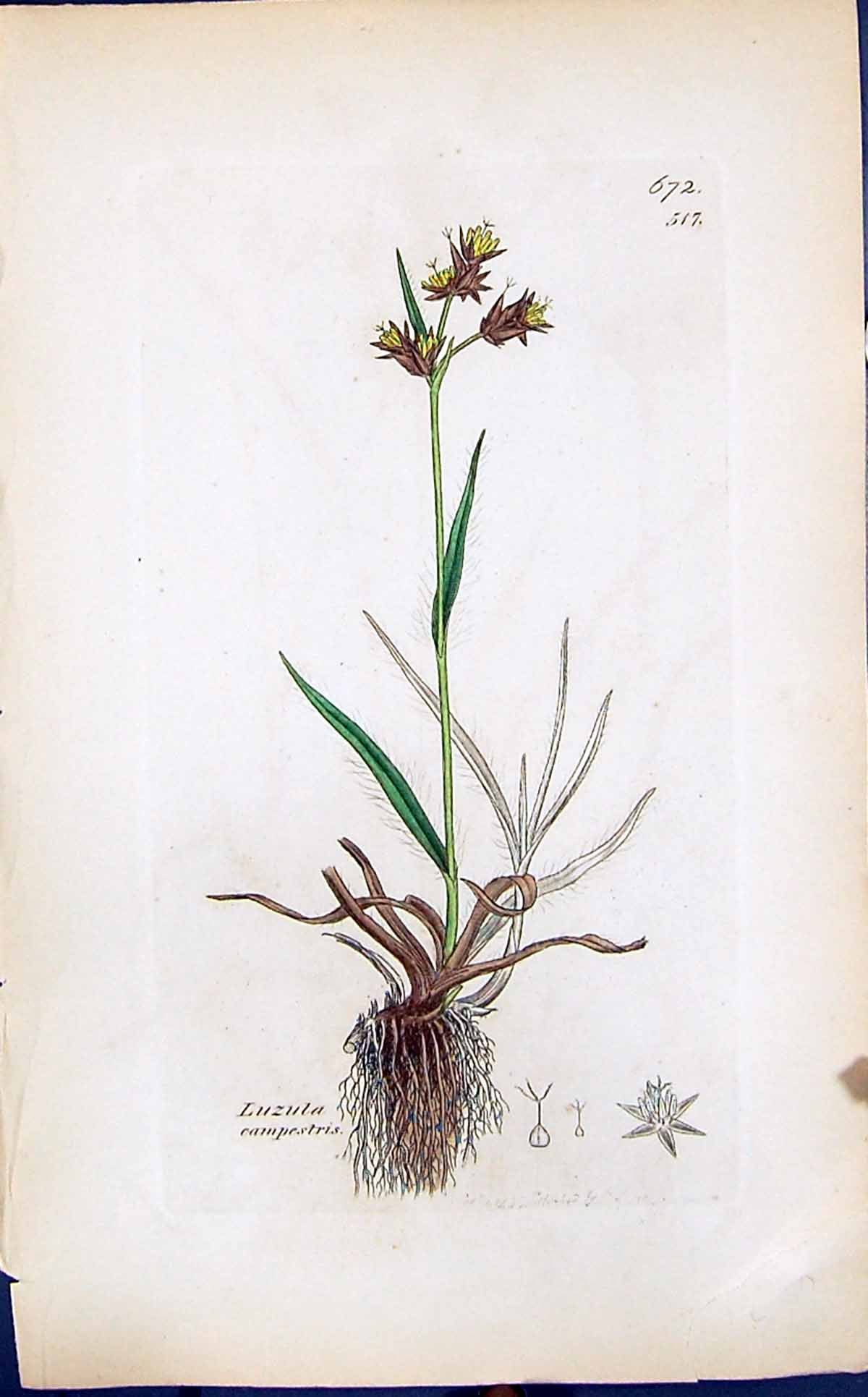 Antique Old Print Luzuka Campestris Smith Sowerby 1847 British Plants Botany