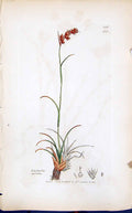Old Print Luzula Spicata Colour Smith Sowerby 1847 British Plants Botany 19th