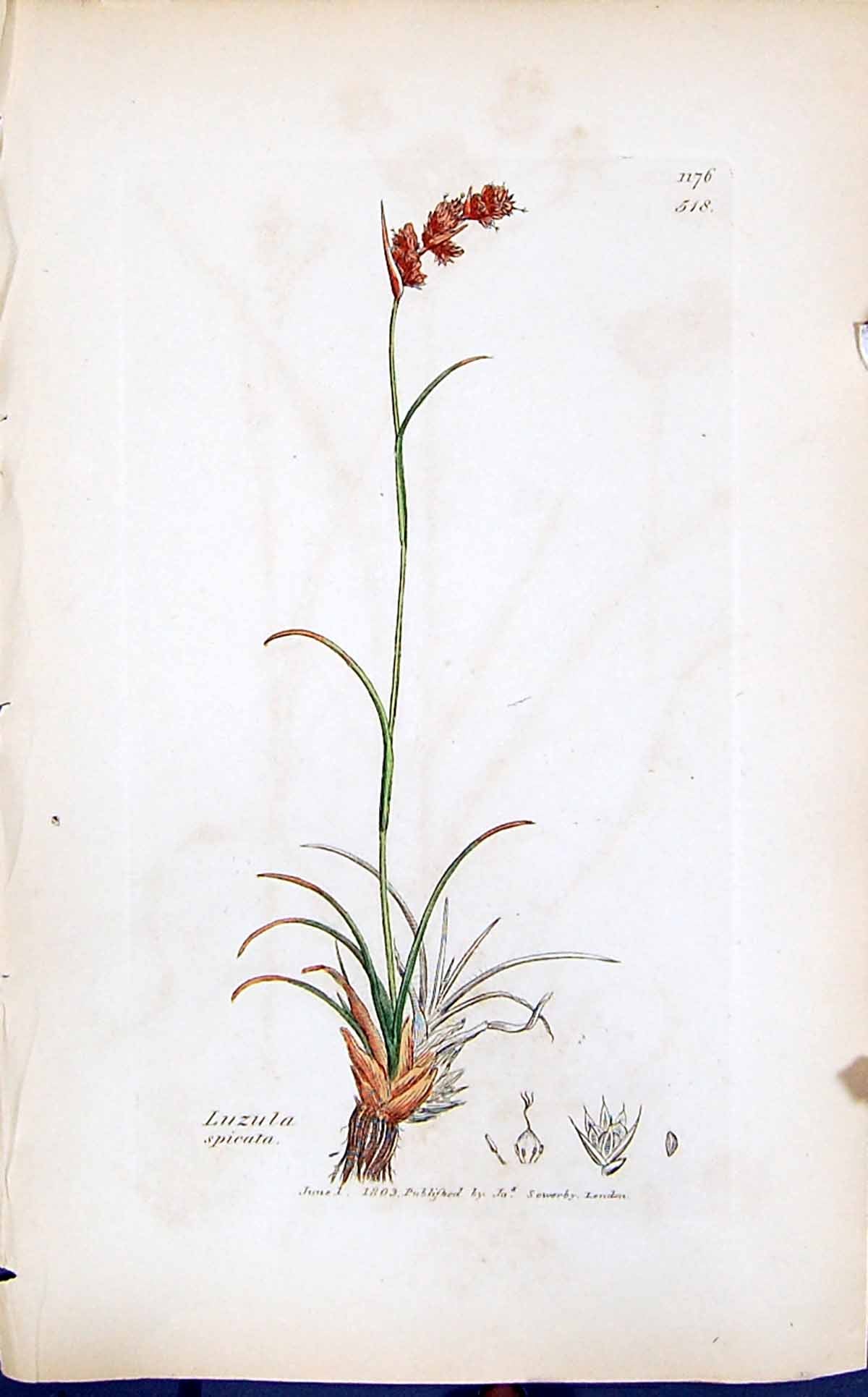 Old Print Luzula Spicata Colour Smith Sowerby 1847 British Plants Botany 19th
