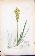 Old Print Narthecium Ofsifragum Smith Sowerby 1847 British Plants Botany 19th
