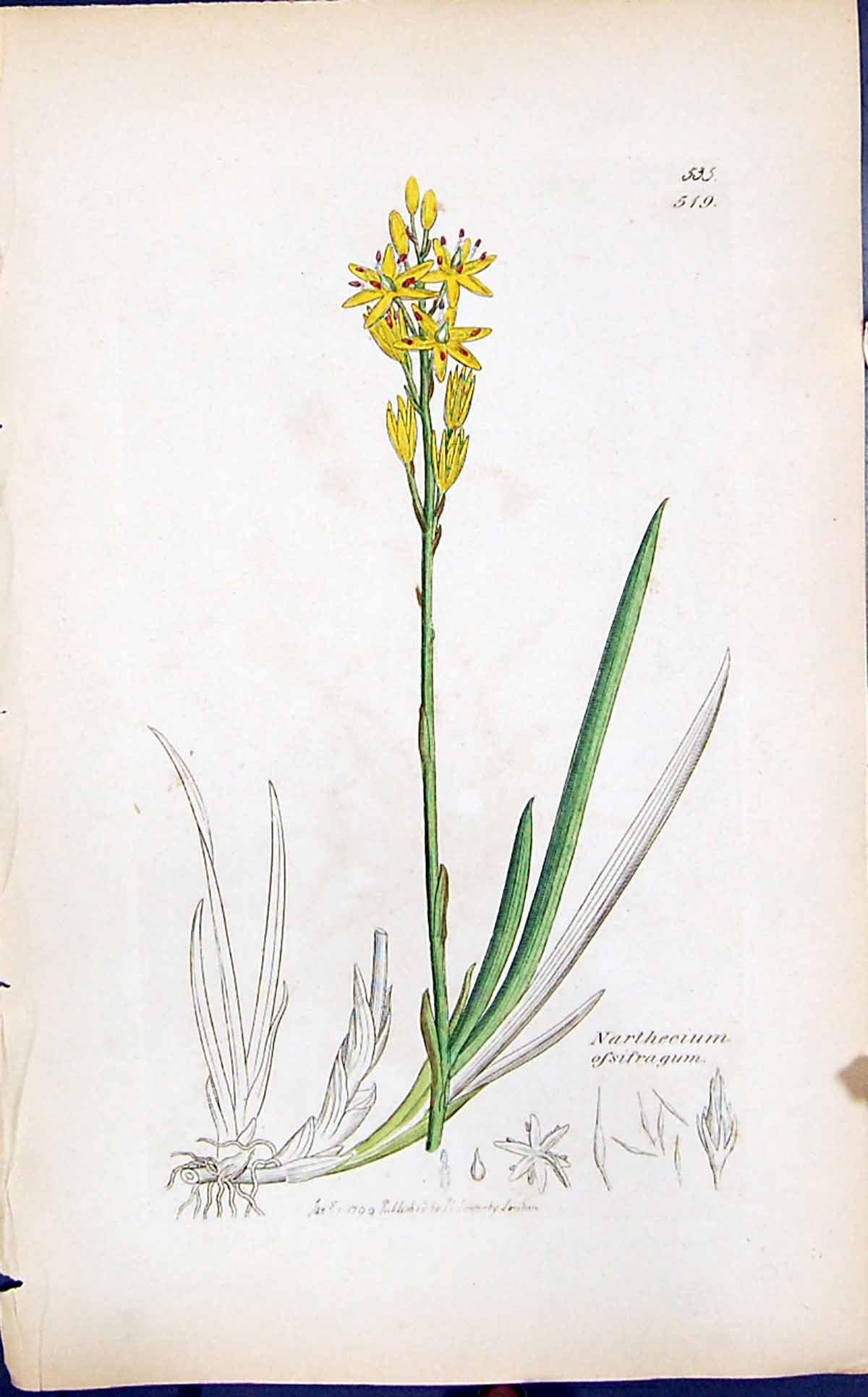 Old Print Narthecium Ofsifragum Smith Sowerby 1847 British Plants Botany 19th