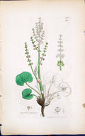 Antique Old Print Oxyria Reniformis Smith Sowerby 1847 British Plants Botany