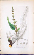 Old Print Colour Smith Sowerby 1847 British Plants Botanyrumex Sanguineus 19th