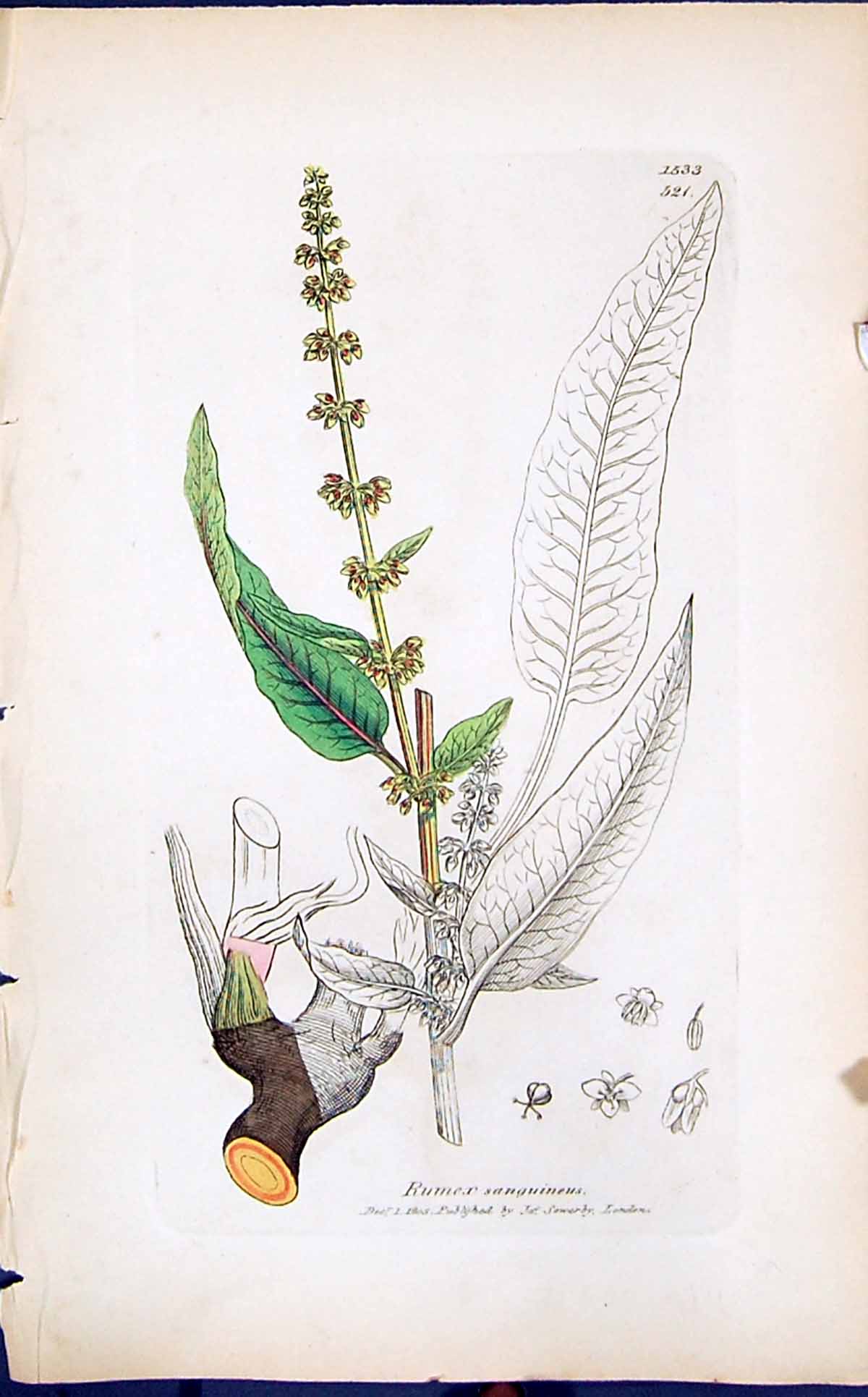 Old Print Colour Smith Sowerby 1847 British Plants Botanyrumex Sanguineus 19th