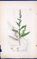 Antique Print Rumex Acutus Colour Smith Sowerby 1847 British Plants Botany 19th