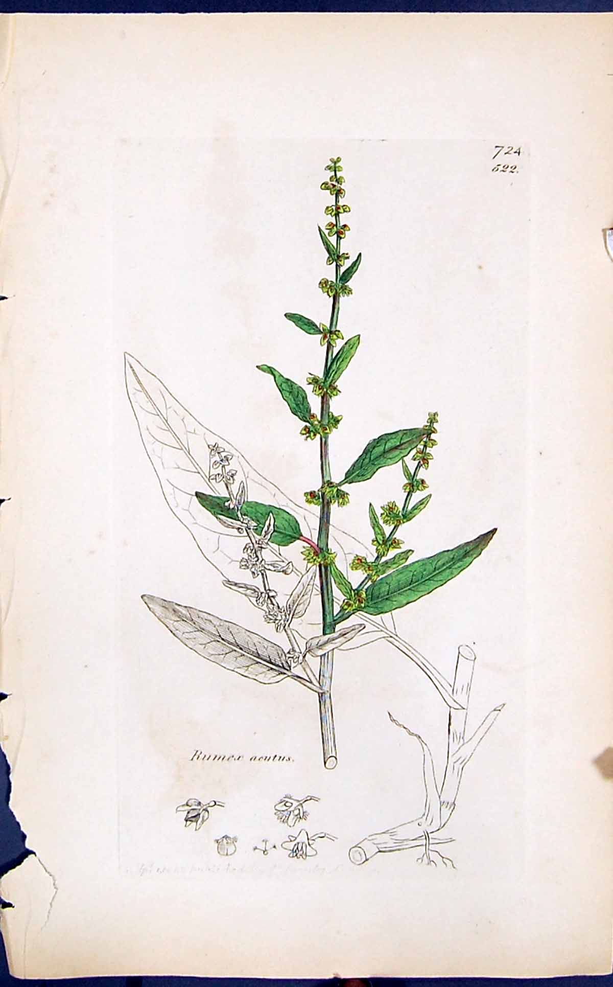 Antique Print Rumex Acutus Colour Smith Sowerby 1847 British Plants Botany 19th