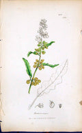 Old Print Rumex Crispus Colour Smith Sowerby 1847 British Plants Botany 19th