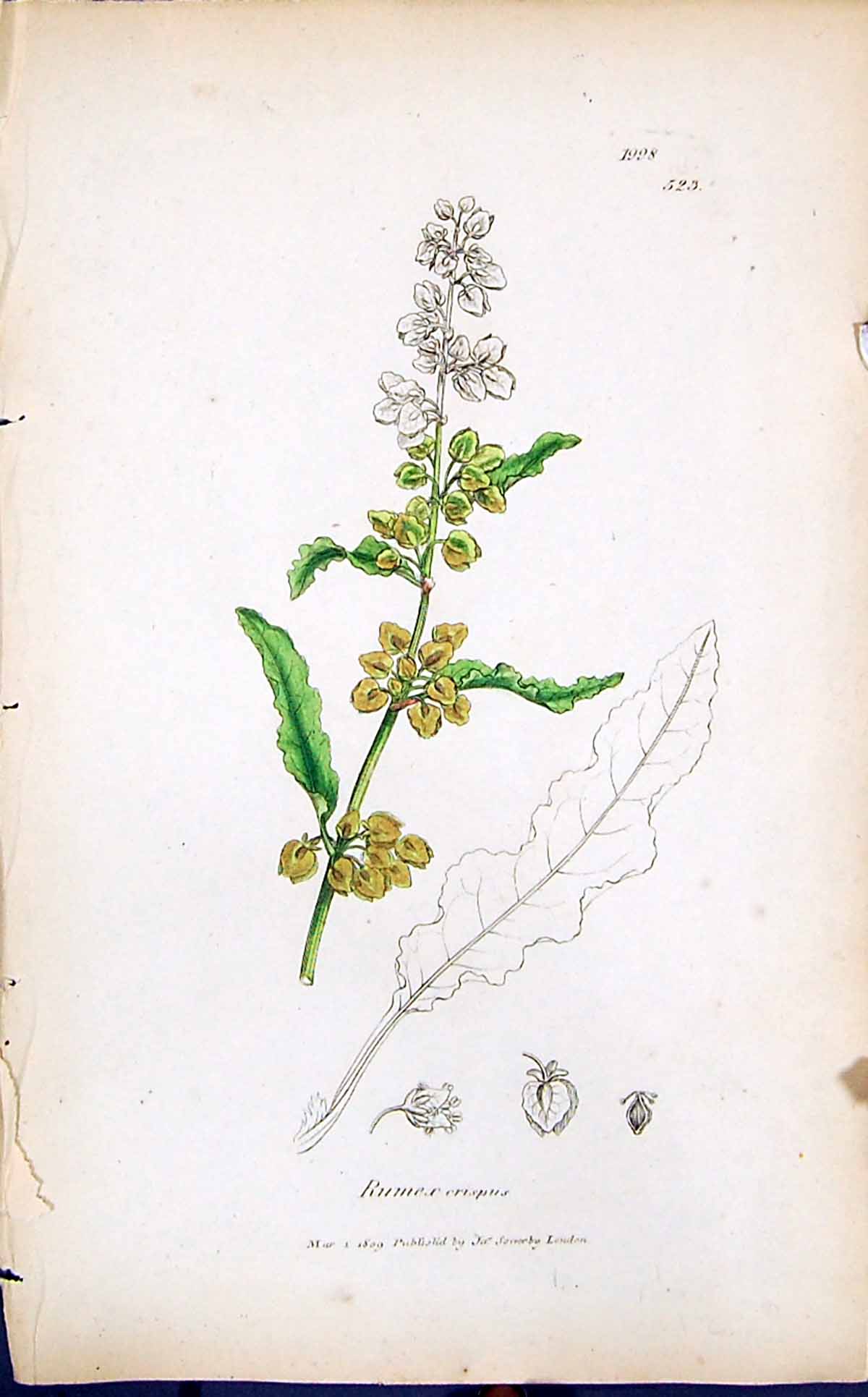 Old Print Rumex Crispus Colour Smith Sowerby 1847 British Plants Botany 19th