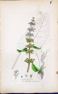 Antique Print Rumes Obtusifolius Smith Sowerby 1847 British Plants Botany 19th