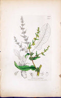 Antique Print Rumex Pulcher Colour Smith Sowerby 1847 British Plants Botany