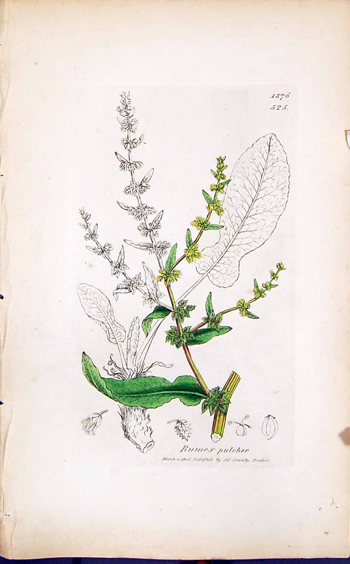 Antique Print Rumex Pulcher Colour Smith Sowerby 1847 British Plants Botany