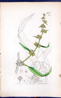 Antique Old Print Rumex Spalustris Smith Sowerby 1847 British Plants Botany