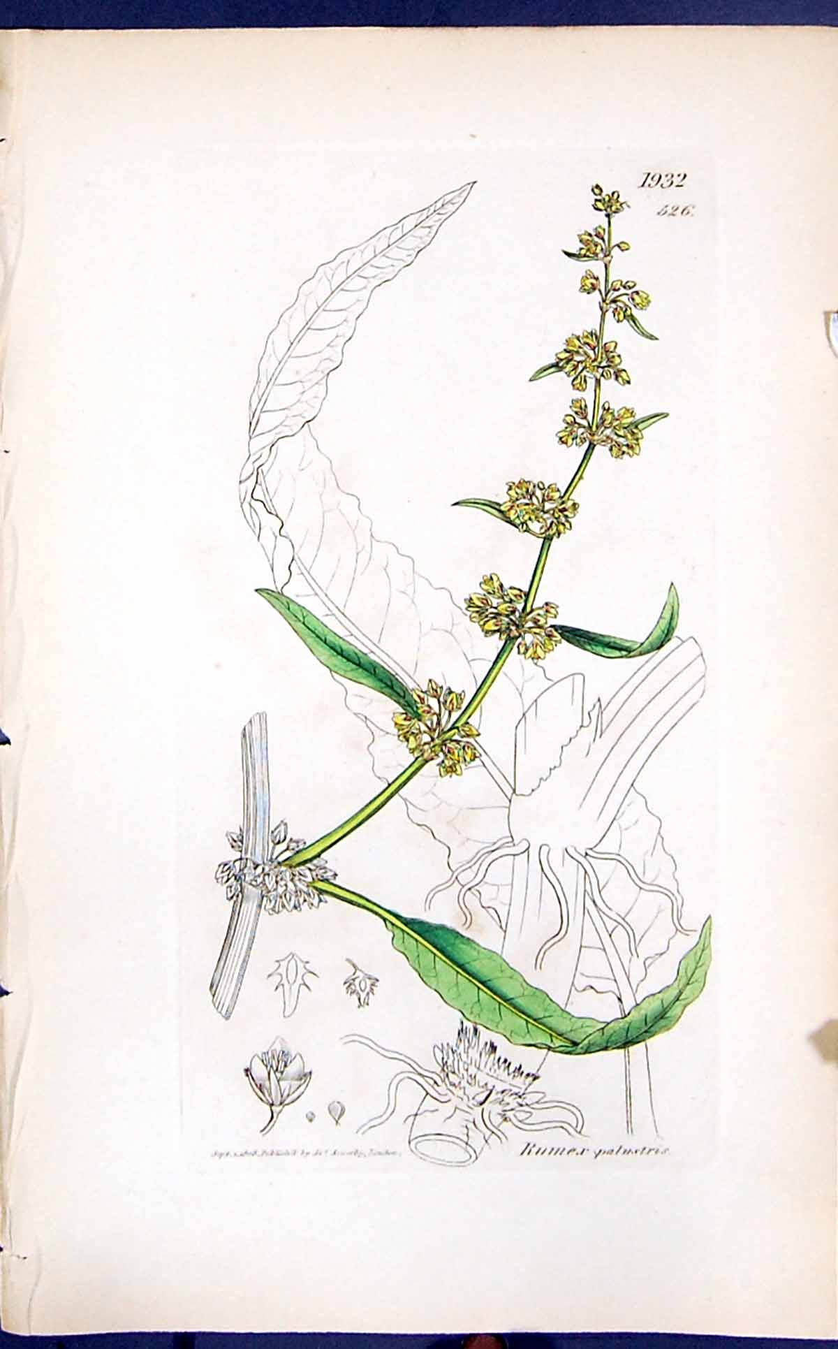 Antique Old Print Rumex Spalustris Smith Sowerby 1847 British Plants Botany