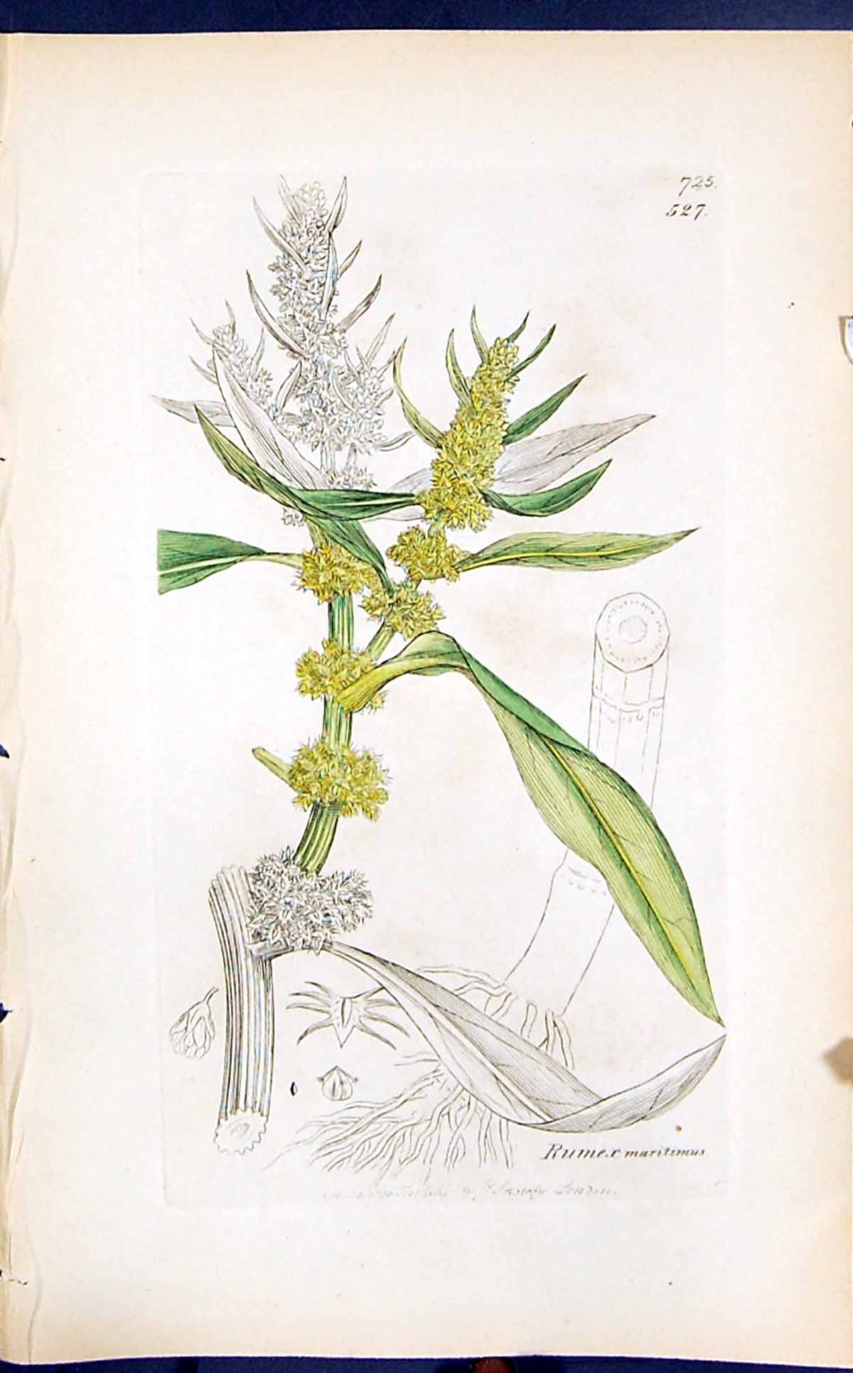 Old Print Rumex Maritimus Colour Smith Sowerby 1847 British Plants Botany 19th