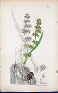 Antique Print Rumex Hydrolapathum Smith Sowerby 1847 British Plants Botany 19th