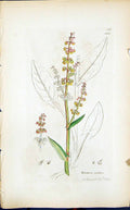 Antique Print Rumex Acetosa Colour Smith Sowerby 1847 British Plants Botany