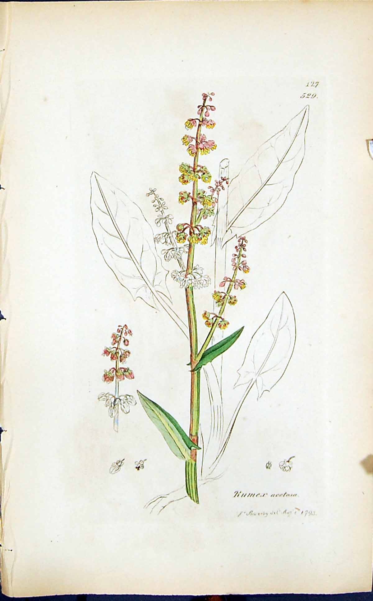 Antique Print Rumex Acetosa Colour Smith Sowerby 1847 British Plants Botany