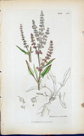 Antique Old Print Rumex Acetosella Smith Sowerby 1847 British Plants Botany