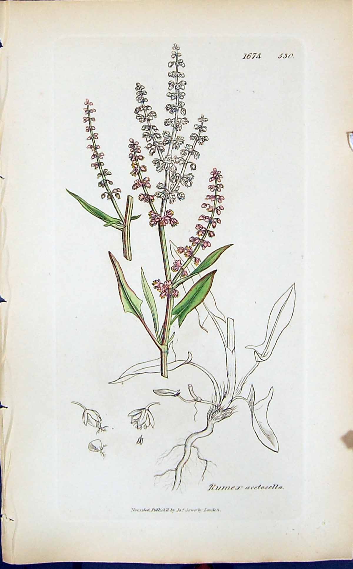 Antique Old Print Rumex Acetosella Smith Sowerby 1847 British Plants Botany
