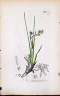 Old Print Scheuchzeria Palustris Smith Sowerby 1847 British Plants Botany 19th