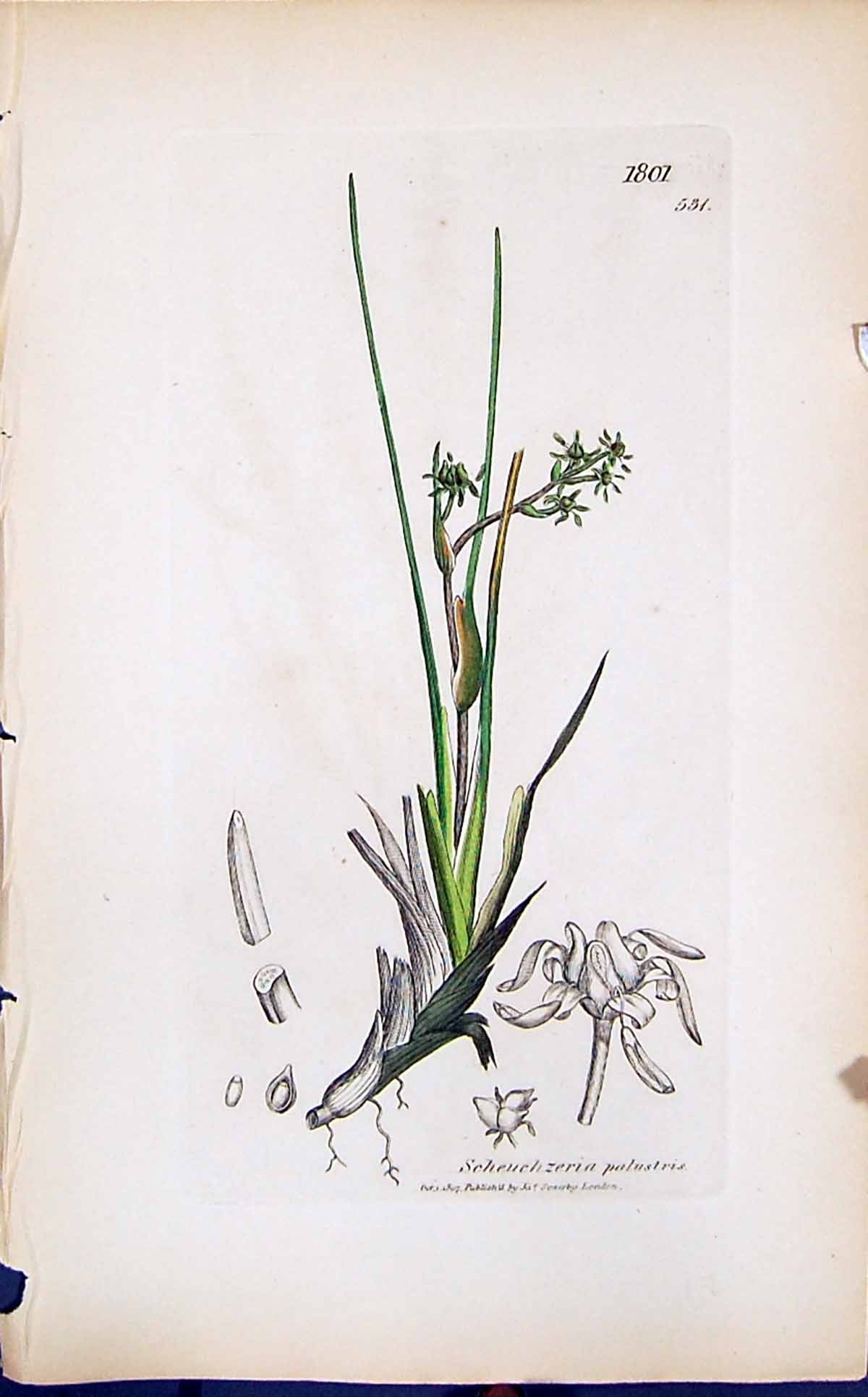 Old Print Scheuchzeria Palustris Smith Sowerby 1847 British Plants Botany 19th