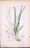 Antique Print Triglochin Palustre Smith Sowerby 1847 British Plants Botany 19th
