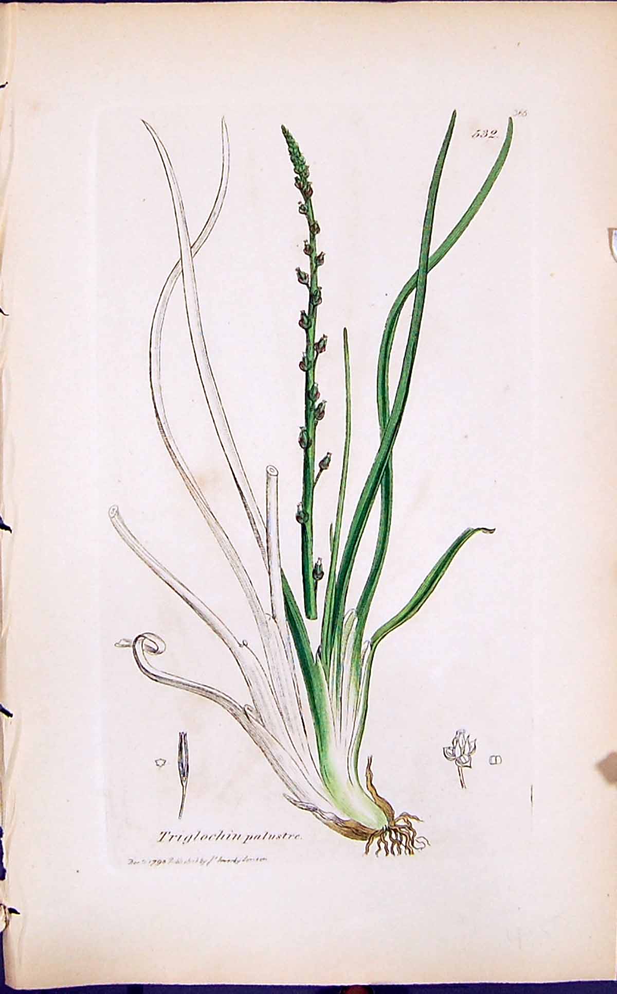Antique Print Triglochin Palustre Smith Sowerby 1847 British Plants Botany 19th