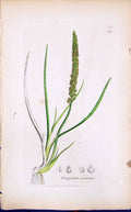 Antique Print Triglochin Maritimum Smith Sowerby 1847 British Plants Botany
