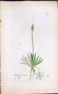 Antique Print Tofieldia Palustris Smith Sowerby 1847 British Plants Botany 19th