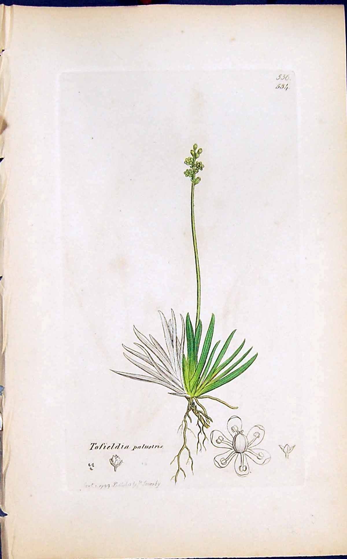 Antique Print Tofieldia Palustris Smith Sowerby 1847 British Plants Botany 19th